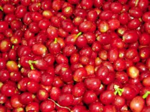 手摘みコーヒーチェリー