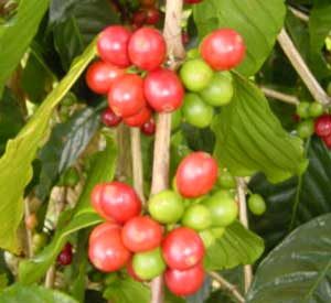 コーヒーチェリー