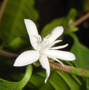 コーヒーの開花