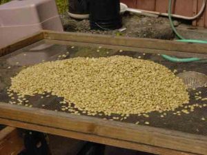 、パーチメント