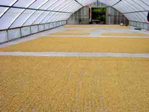 コーヒーの精製